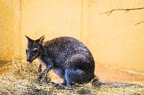 Dusky Pademelon, Thylogale brunii, kangaroo, wallaby