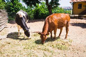 Domestic Cattle, Holstein Friesian and Czech Red cattle, Bos primigenius f. taurus