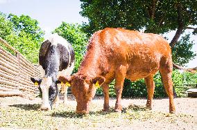 Domestic Cattle, Holstein Friesian and Czech Red cattle, Bos primigenius f. taurus