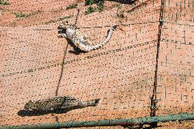 Snow Leopard, Panthera uncia