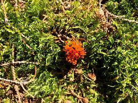 Calocera viscosa, mushroom, nature, flowers, plants