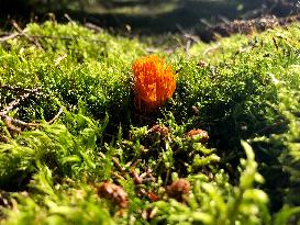 Calocera viscosa, mushroom, nature, flowers, plants