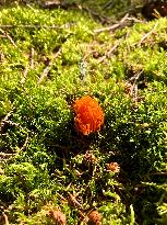 Calocera viscosa, mushroom, nature, flowers, plants