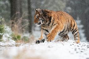 young Siberian Tiger, Panthera tigris altaica, captive
