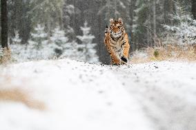young Siberian Tiger, Panthera tigris altaica, captive