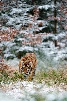 young Siberian Tiger, Panthera tigris altaica, captive