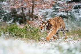 young Siberian Tiger, Panthera tigris altaica, captive