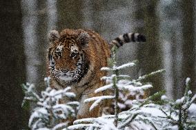 young Siberian Tiger, Panthera tigris altaica, captive