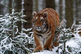 young Siberian Tiger, Panthera tigris altaica, captive