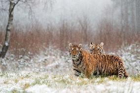 young Siberian Tiger, Panthera tigris altaica, captive