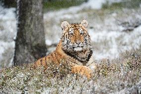 young Siberian Tiger, Panthera tigris altaica, captive