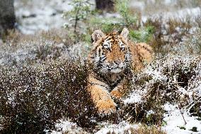 young Siberian Tiger, Panthera tigris altaica, captive