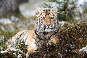 young Siberian Tiger, Panthera tigris altaica, captive