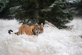 young Siberian Tiger, Panthera tigris altaica, captive