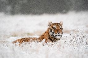 young Siberian Tiger, Panthera tigris altaica, captive