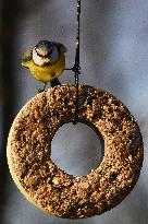 The Eurasian blue tit (Cyanistes caeruleus), mixed bird seed, hanging feeders