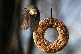 The Eurasian blue tit (Cyanistes caeruleus), mixed bird seed, hanging feeders