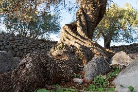 the oldest olive trees in Croatia
