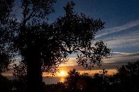 the oldest olive trees in Croatia