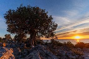 the oldest olive trees in Croatia