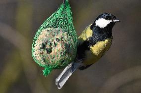 The great tit (Parus major), mixed bird seed, hanging feeders, suet balls