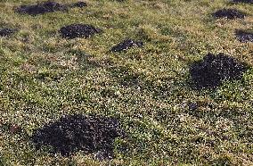 Hills of moles, mole, hill, garden, grass