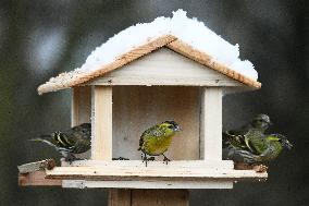 Eurasian siskin, (Spinus spinus), bird feeder