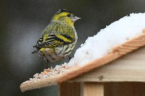 Eurasian siskin, (Spinus spinus), bird feeder