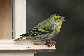 Eurasian siskin, (Spinus spinus), bird feeder