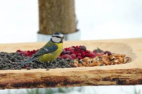 The great tit (Parus major), mixed bird seed, hanging feeders, suet balls