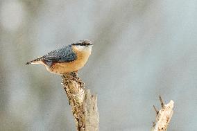 The Eurasian nuthatch or wood nuthatch (Sitta europaea)