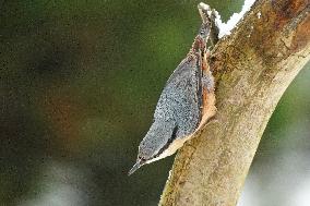 The Eurasian nuthatch or wood nuthatch (Sitta europaea)