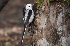 The long-tailed tit or long-tailed bushtit (Aegithalos caudatus)