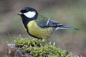 The great tit (Parus major)