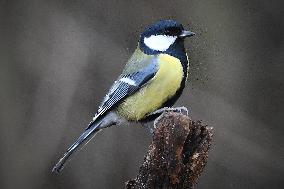 The great tit (Parus major)