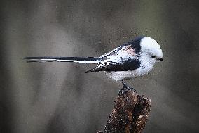 The long-tailed tit or long-tailed bushtit (Aegithalos caudatus)