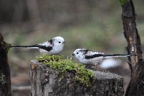 The long-tailed tit or long-tailed bushtit (Aegithalos caudatus)