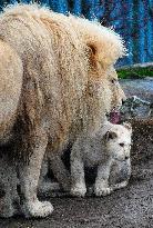 Cape lion (Panthera leo krugeri), lioness, cub