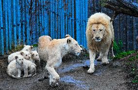 Cape lion (Panthera leo krugeri), lioness, cub