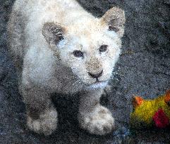 Cape lion (Panthera leo krugeri), lioness, cub