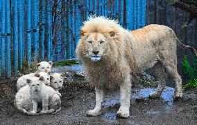 Cape lion (Panthera leo krugeri), lioness, cub