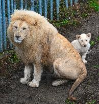 Cape lion (Panthera leo krugeri), lioness, cub