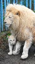 Cape lion (Panthera leo krugeri), lioness, cub