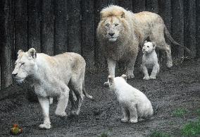 Cape lion (Panthera leo krugeri), lioness, cub