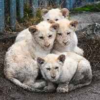 Cape lion (Panthera leo krugeri), lioness, cub