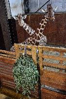 Reticulated Giraffe, Giraffa camelopardalis reticulata