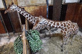 Reticulated Giraffe, Giraffa camelopardalis reticulata