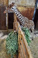 Reticulated Giraffe, Giraffa camelopardalis reticulata