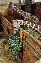 Reticulated Giraffe, Giraffa camelopardalis reticulata