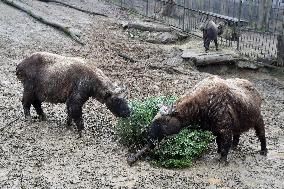 Takin (Budorcas taxicolor)